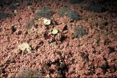 Le Maërl est une algue rouge avec un squelette calcaire
