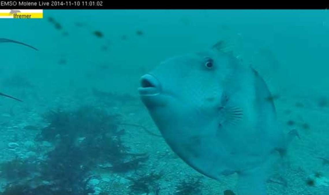 Vivant habituellement en milieu récifal sub-tropical, il remonte jusqu'à nos côtes avec le réchauffement des températures. Il se nourrit de crustacés et de mollusques qu'il broie avec sa puissante mâchoire.