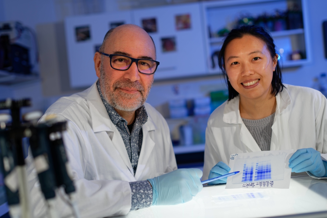 Au laboratoire Microbiologie des Environnements Profonds, Didier Flament et Yang Lu travaillent sur la coloration au bleu de Coomassie de protéines par migration sur un gel SDS-Page