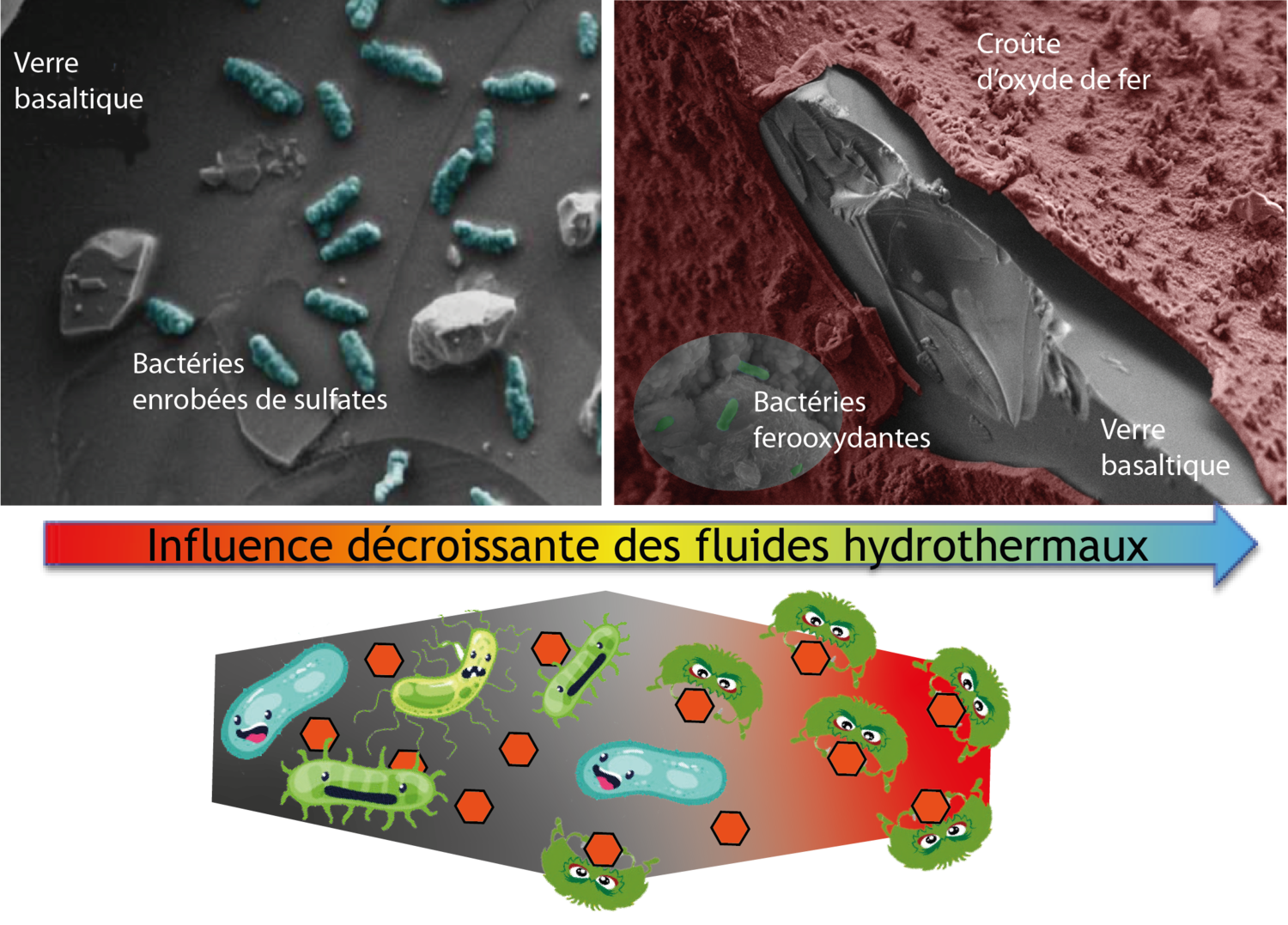 https://www.emso-fr.org/var/storage/images/_aliases/fullsize/medias-ifremer/medias-emso_france/emso-azores/photos-species/microbes-and-rocks/1782917-2-fre-FR/Microbes-et-roches.png